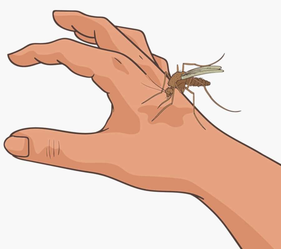 Böcek Isırığı Zararlı Mı?